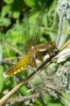 Libellula depressa