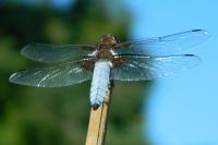 Libellula depressa