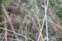 Lestes barbarus