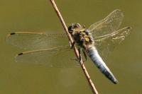 Orthetrum cancellatum