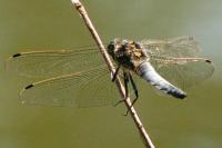 Orthetrum cancellatum