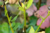 Lestes barbarus