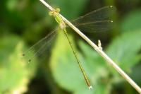 Lestes barbarus