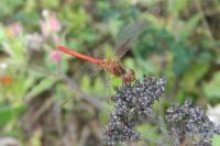 Sympetrum striolatum