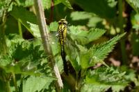 Gomphus vulgatissimus