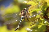 Cordulia aenea