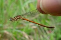 Platycnemis acutipennis