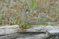 Gomphus pulchellus