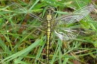 Orthetrum cancellatum