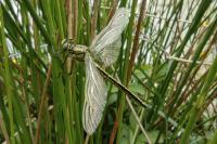 Gomphus pulchellus
