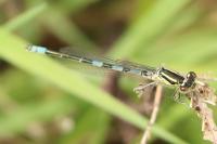 Coenagrion scitulum