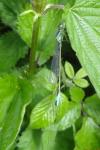 Ischnura elegans