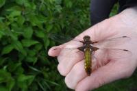 Libellula depressa
