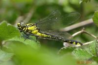 Gomphus vulgatissimus
