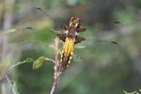Libellula depressa