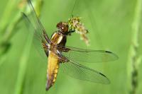 Libellula depressa