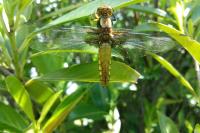 Libellula depressa