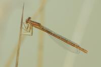 Platycnemis acutipennis
