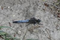 Orthetrum cancellatum