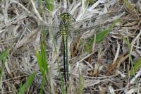Gomphus pulchellus