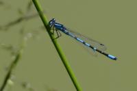 Enallagma cyathigerum