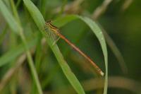 Platycnemis acutipennis