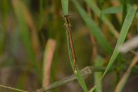 Platycnemis acutipennis