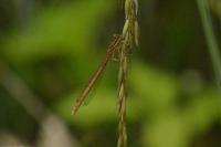 Platycnemis acutipennis