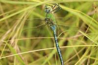 Anax imperator