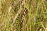 Orthetrum albistylum