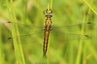 Orthetrum cancellatum