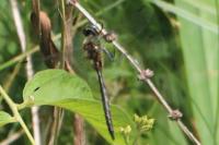 Somatochlora flavomaculata