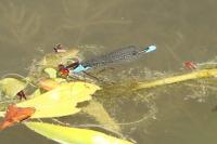 Erythromma viridulum