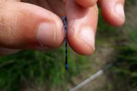 Coenagrion mercuriale