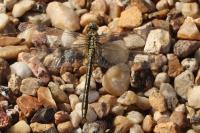 Gomphus pulchellus