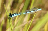 Enallagma cyathigerum