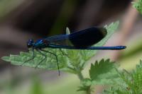 Calopteryx splendens