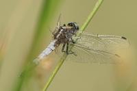 Orthetrum albistylum