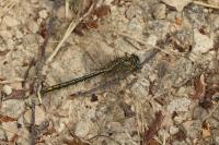 Gomphus pulchellus
