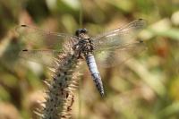 Orthetrum cancellatum