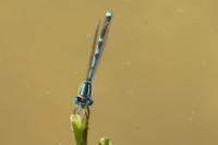Erythromma lindenii