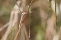 Lestes barbarus
