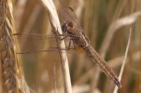 Crocothemis erythraea