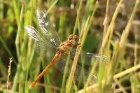 Sympetrum striolatum