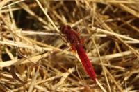 Crocothemis erythraea