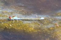 Erythromma viridulum