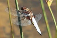 Libellula depressa