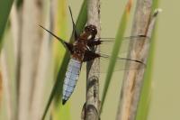 Libellula depressa