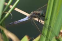 Orthetrum cancellatum