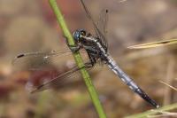 Orthetrum albistylum
